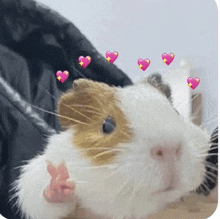 a brown and white guinea pig with pink hearts on it 's head