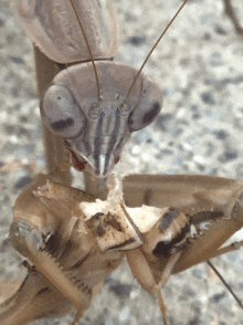 a close up of a praying mantis with a skull in its mouth