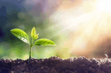 a small plant is growing out of the ground with the sun shining behind it .