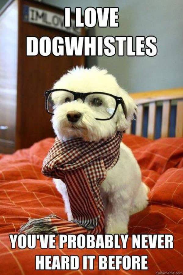 dog-hipster