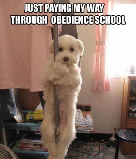 dog-pole-dancer