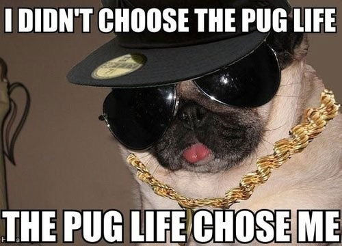 dog-pug-life