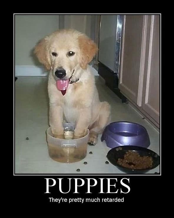 puppy-meme