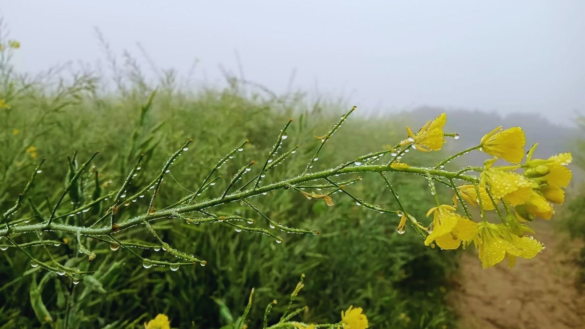 सरसों की फसल में लगने वाले कीट