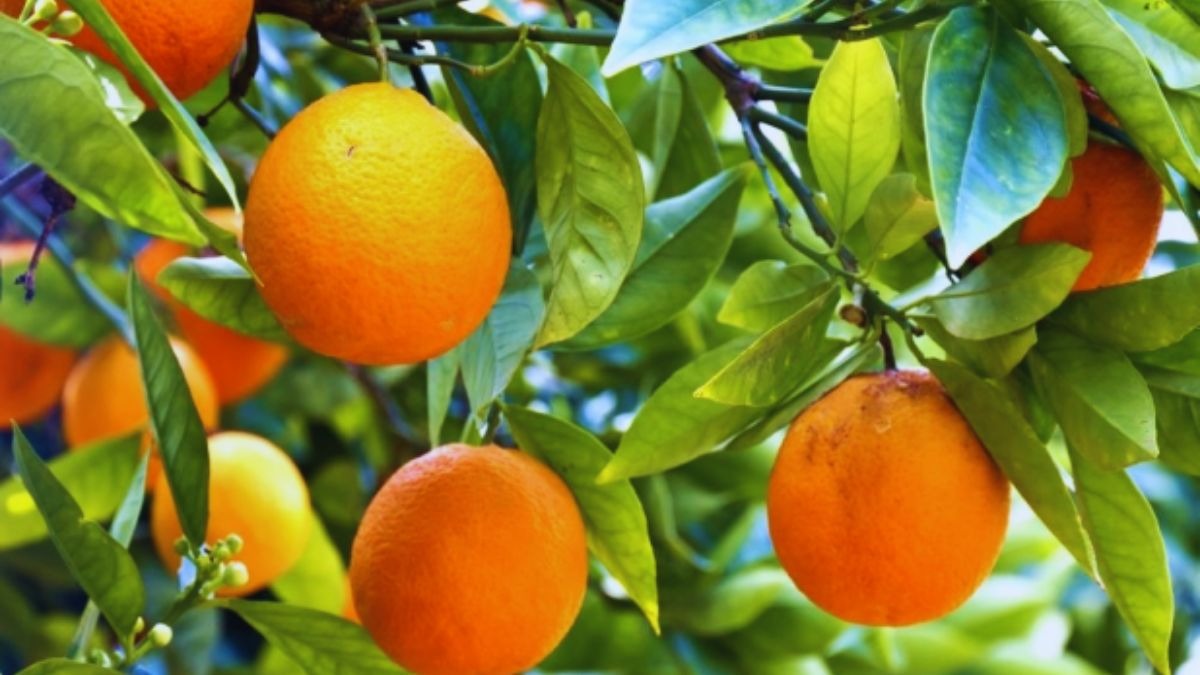 maharashtra orange Farmers