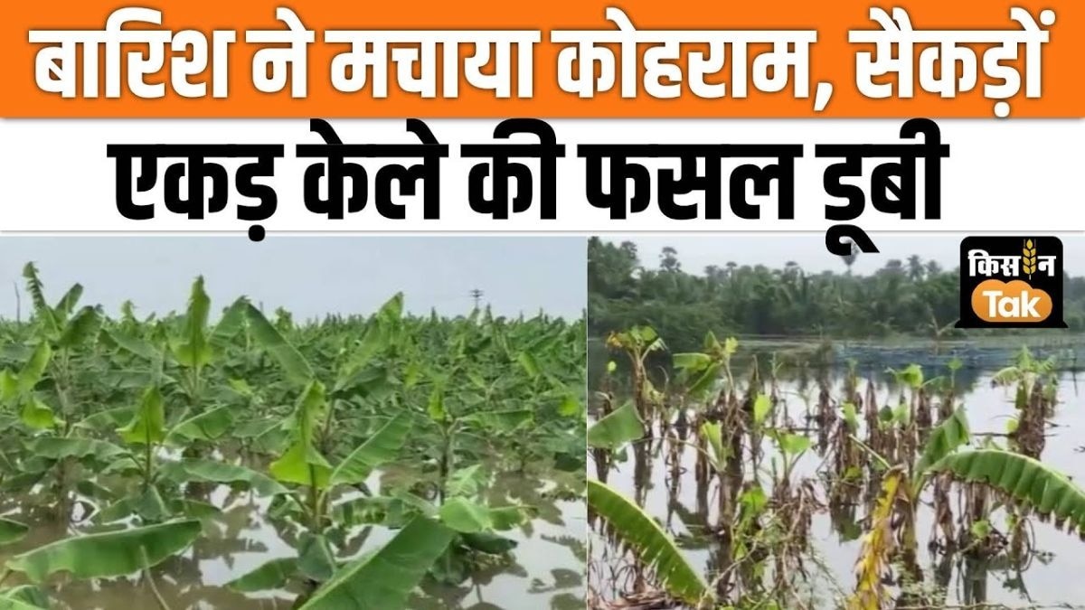 केले की सैकड़ों एकड़ फसल डूबी