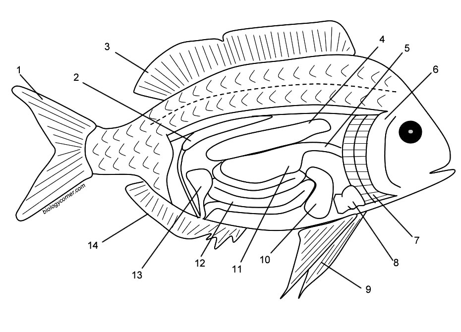 Fish Internal Anatomy Labeling Worksheets - Free Printable Worksheet