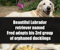 Beautiful Labrador retriever named Fred adopts his 3rd group of orphaned ducklings