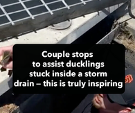 Couple stops to assist ducklings stuck inside a storm drain — this is truly inspiring