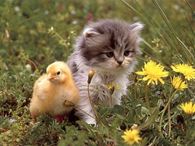 Kitten & Duckling 