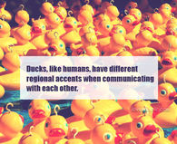 Ducks