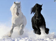 Black and White Horses in the Snow