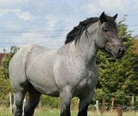 Belgian Draft Horse