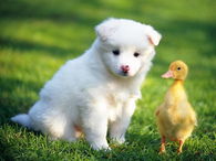 Puppy & Ducky