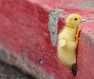 Ducky Climbing