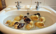 Duckies In A Sink