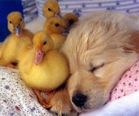 Ducks & A Sleeping Dog