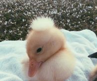 Cute Ducky