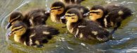 Swimming Baby Ducks