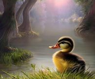 Duckling At Lake