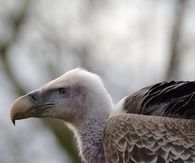 Vulture