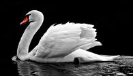 Swan Swimming