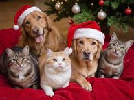 Holiday Animals