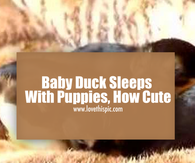 Baby Duck Sleeps With Puppies, How Cute