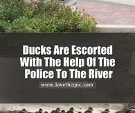 Ducks Are Escorted With The Help Of The Police To The River