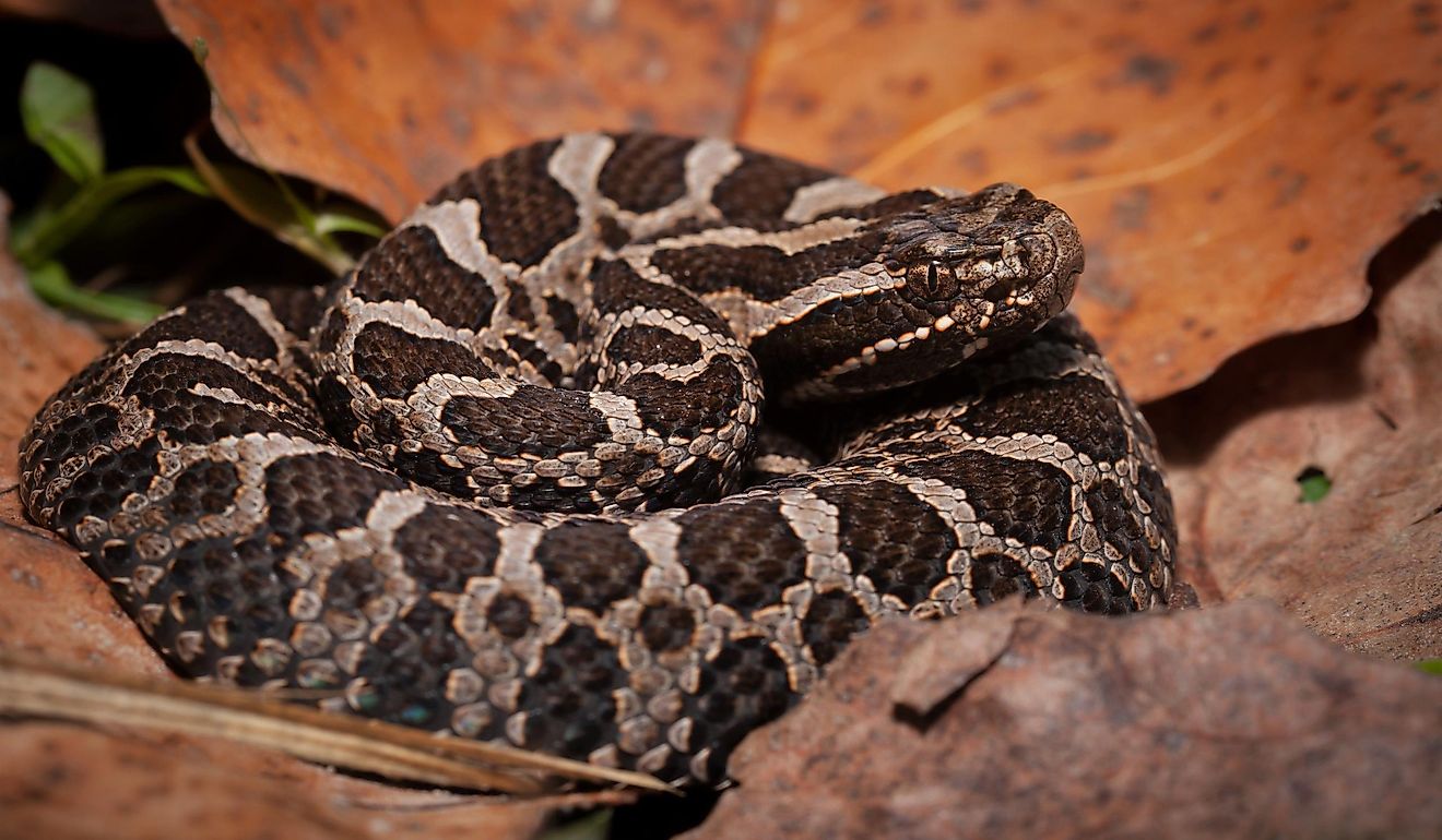 Young eastern massasauga rattlesnake in leaves.