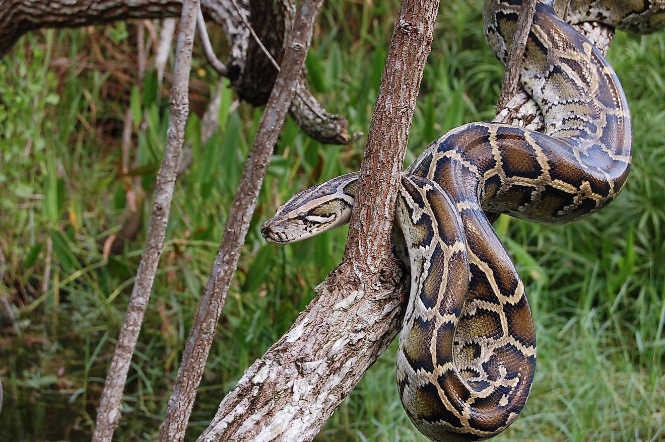 Burmese Python in the Florida Everglades.