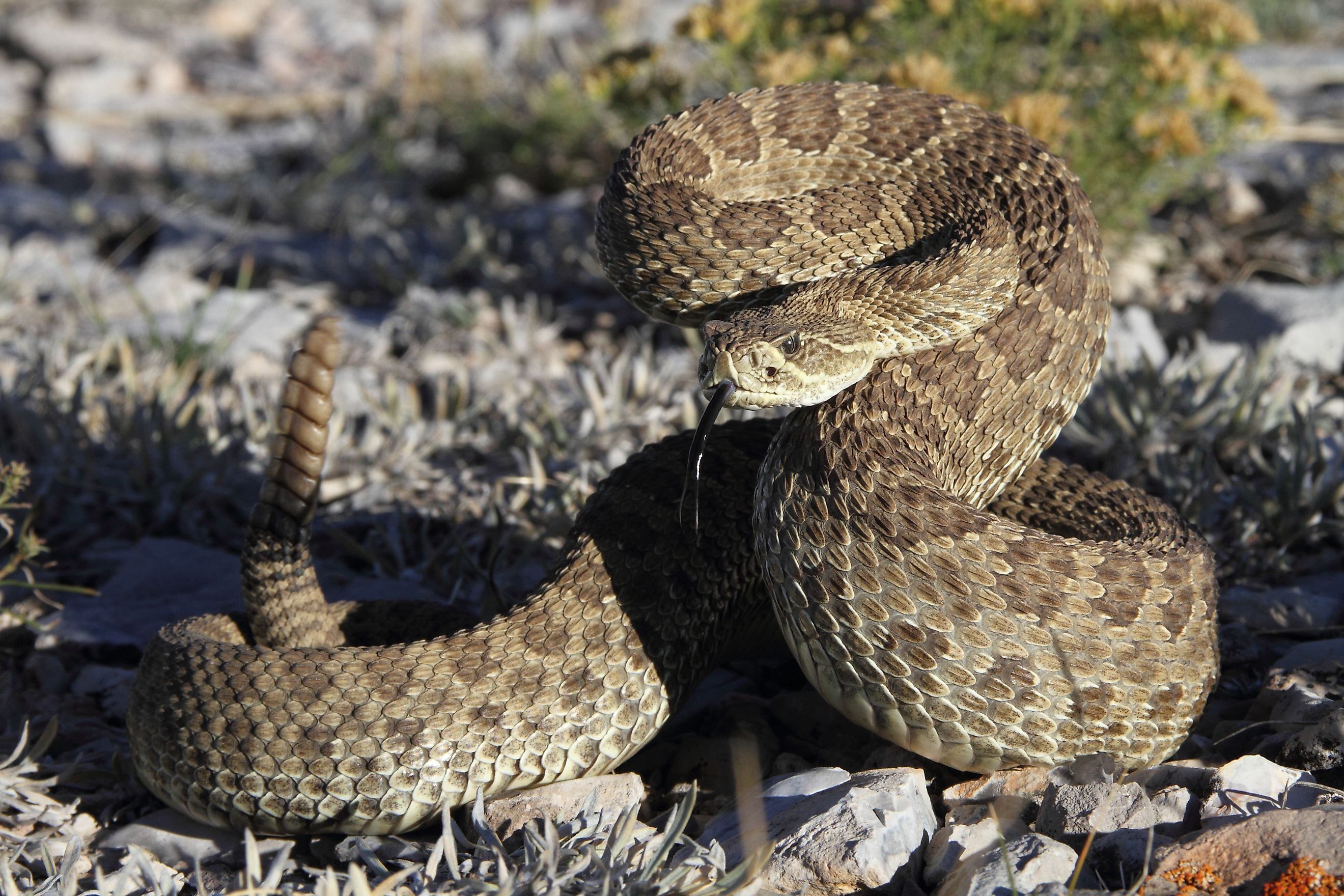 A prairie rattlesnake getting ready to strike.