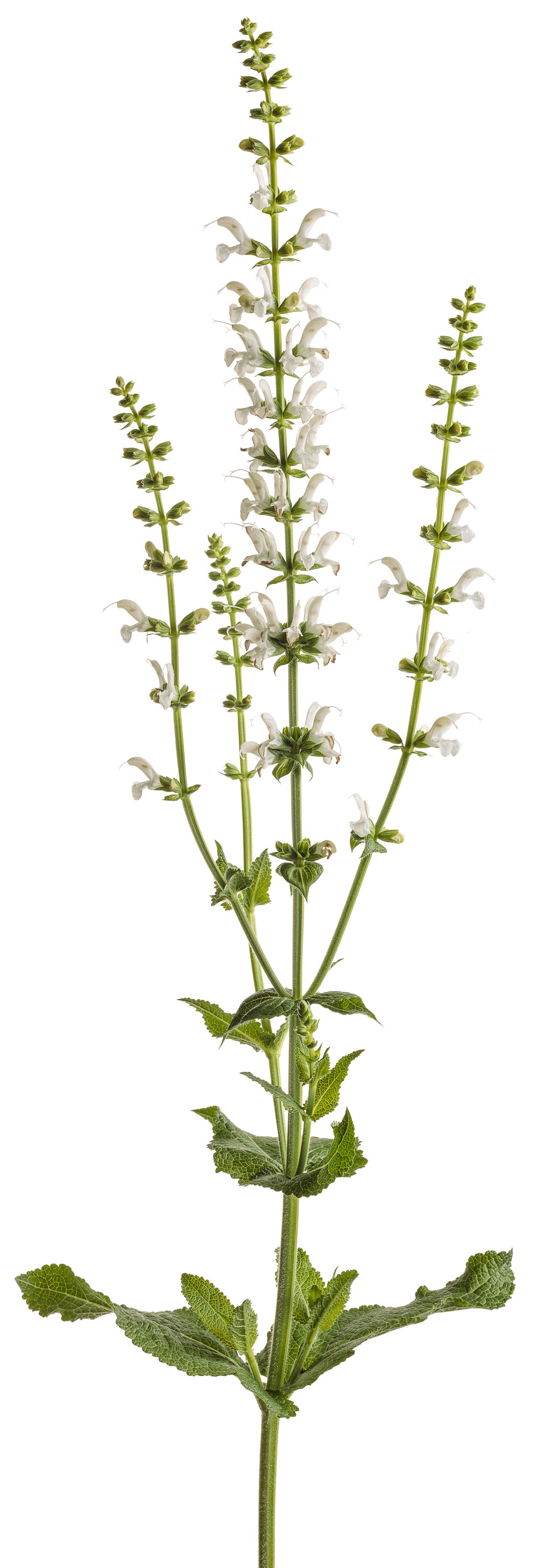 'White Profusion' - Perennial Salvia - Salvia nemorosa | Proven Winners