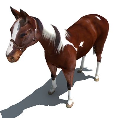 Pferd 3d model