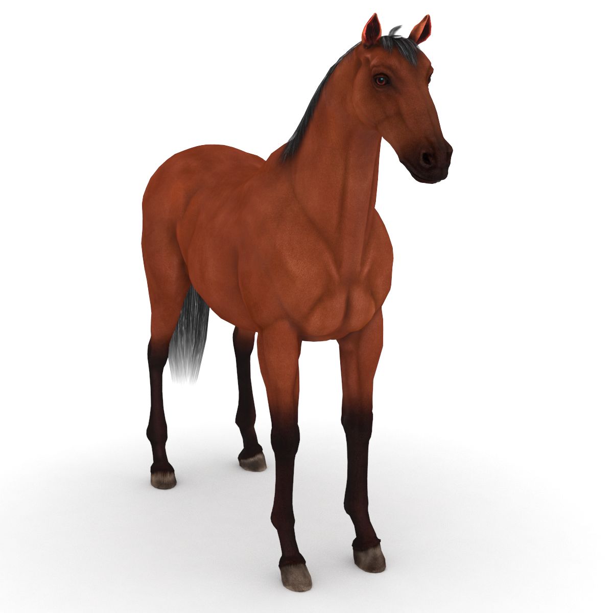 Pferd 3d model