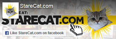 StareCat.com on facebook