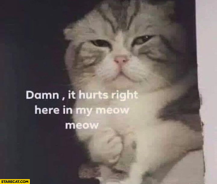 Cat damn it hurts right here in my meow meow