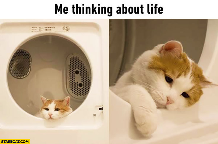 Me thinking about life. Sad cat in a washing machine