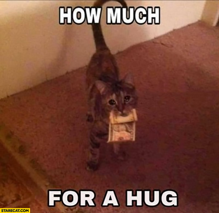 Sad cat with money how much for a hug?