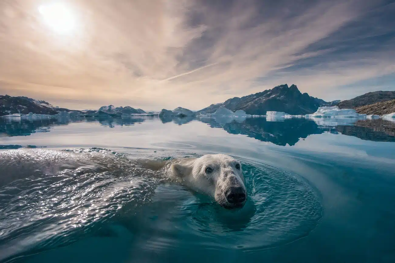 Polar bear swimming in Greenland