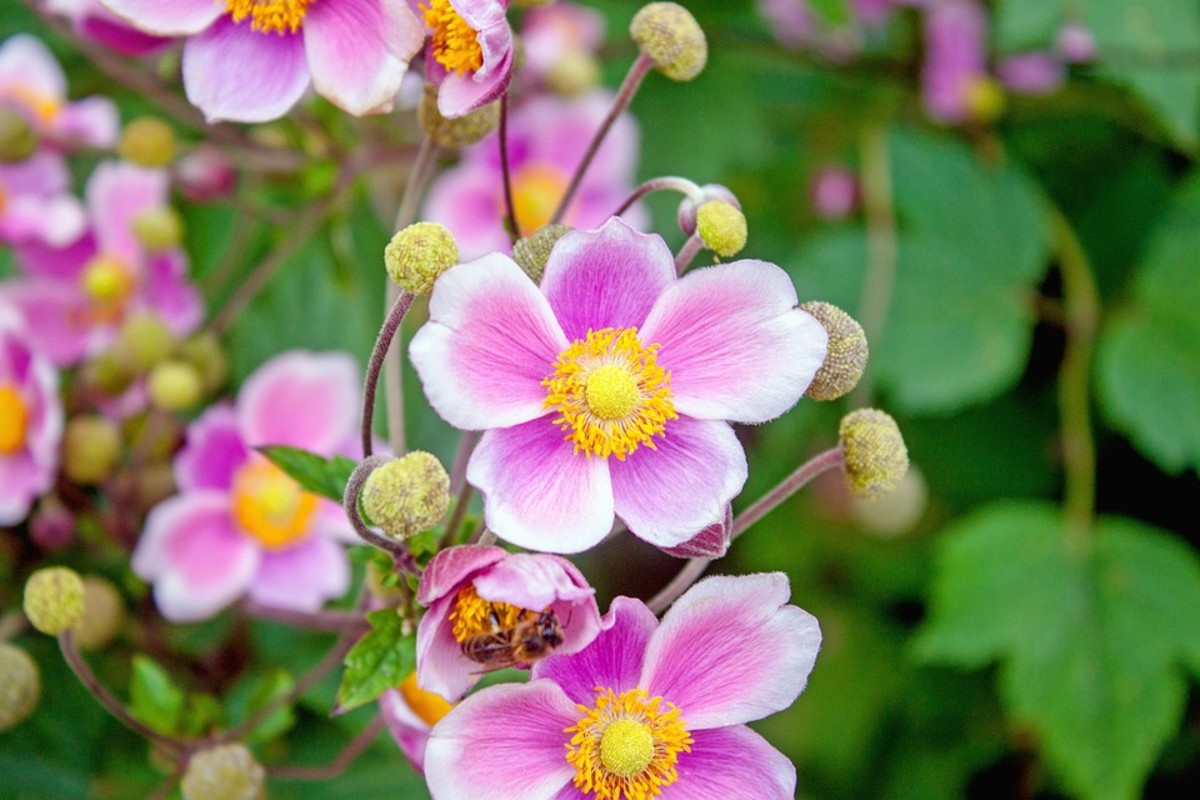 The History And Origin Of Windflowers - Zara Anderea