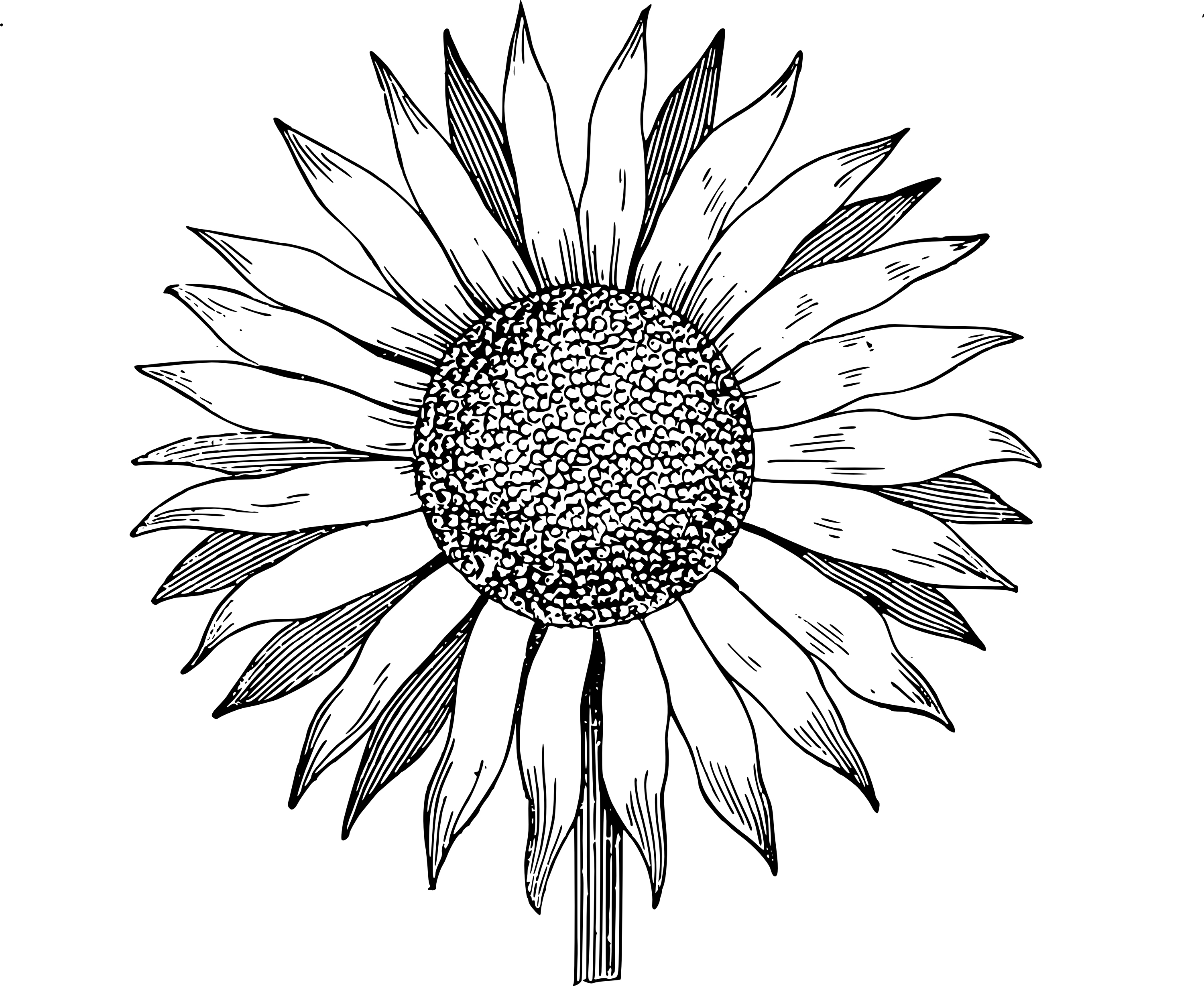 Sunflower  free free sunflowers clip art dromgal top