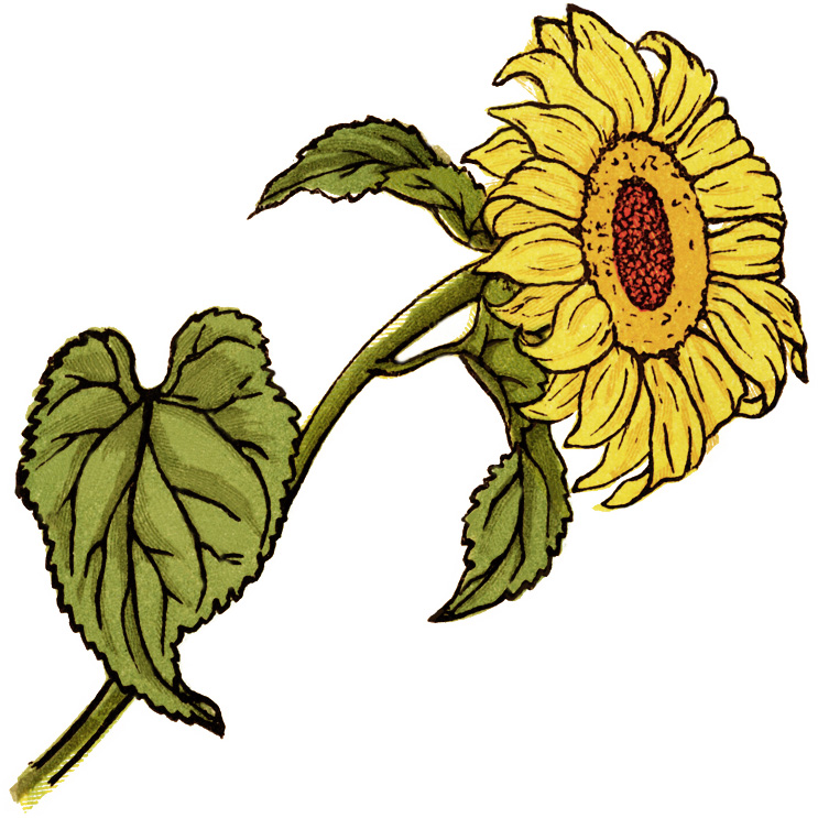 Sunflower  free sunflower clip art pictures free clipart images 3 clipartandscrap