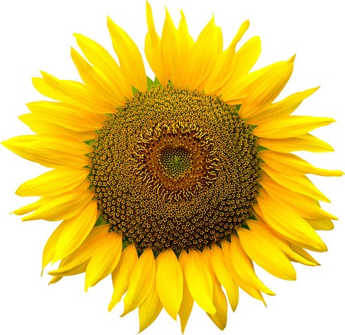 Sunflower  free sunflower clipart free clip art images