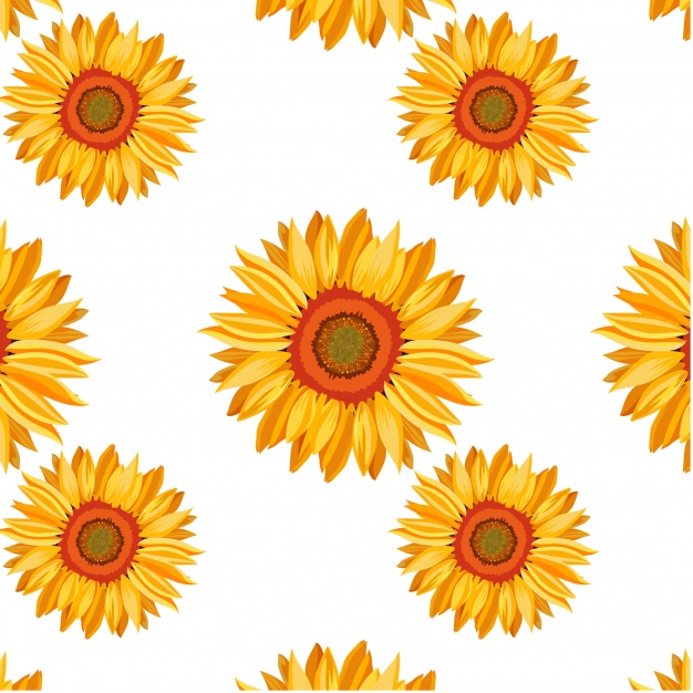 Sunflower  free sunflower vectors photos and psd files free download clip art 3