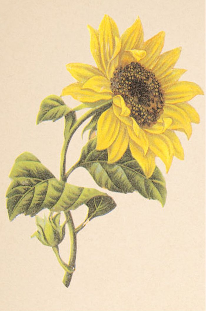 Sunflower  free the sunflower clipart ideas on