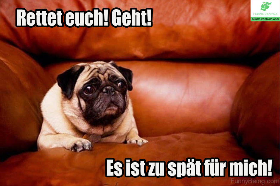 Rettet-euch-geht-Mops-Meme