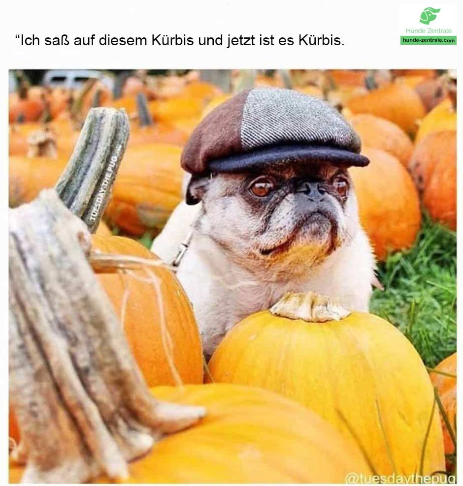 Ich-saß-auf-diesem-kuerbis-und-jetzt-ist-eskuerbis-Mops-Meme