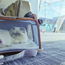 a cat in a carrier in the airport