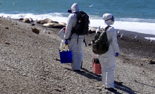 Scientists surveying a wild bird colony for highly pathogenic avian influenza (HPAI) in October 2024.